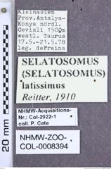 Etikette zu Selatosomus (Selatosomus) latissimus (Reitter, 1910) (NHMW-ZOO-COL-0008394)